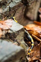 Yellow-black fire salamander (Salamandra salamandra terrestris) climbs well camouflaged on forest