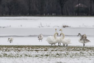 Mute swans (Cygnus olor) and whooper swans (Cygnus cygnus), Emsland, Lower Saxony, Germany, Europe