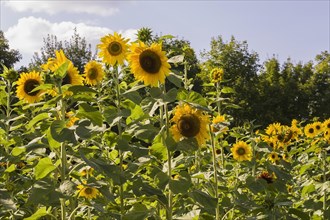 Field of Sunflowers (Helianthus annuus) in summer, Quebec, Canada, North America