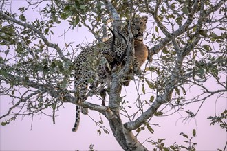A leopard (Panthera pardus pardus) resting on a branch with a view into the distance, near Lower