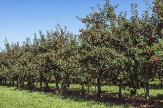 Apple (Malus domestica) orchard with red fruit in late summer, Quebec, Canada, North America