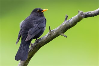 Black blackbird looking from behind on a branch