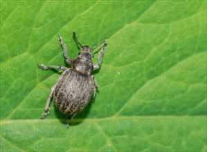 Grey spherical weevil (Philopedon plagiatus), grey beetle crawling on the surface of a green leaf