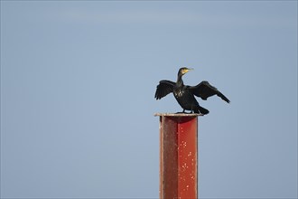 Great cormorant (Phalacrocorax carbo) adult bird drying its wings on a metal post, Norfolk,