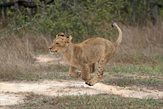 Lion (Panthera leo), young, running, jumping, hunting, alert, Sabi Sand Game Reserve, Kruger