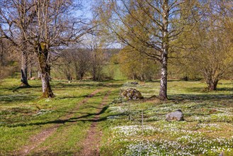 Blooming Wood anemone (Anemone nemorosa) by footpath in a meadow landscape and budding trees at