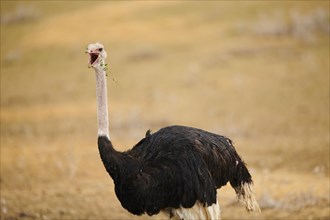 Common ostrich (Struthio camelus) male in the dessert, captive, distribution Africa