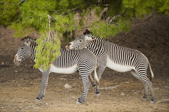Plains zebras (Equus quagga) standing under a scots pine in the dessert, captive, distribution
