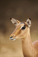 Impala (Aepyceros melampus), portrait, in the dessert, captive, distribution Africa