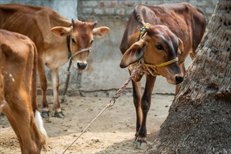 Cows, Tindivanam-Boodheri, Tamil Nadu, India, Asia