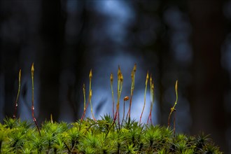 Beeches (Fagus) on moss in backlight with trees in the background, Mindelheim, Bavaria, Germany,
