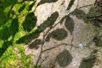 Shadow play, shadows of leaves fall on moss-covered tree bark, bark, in sunlight, old copper beech