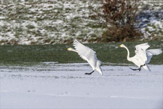 Whooper swans (Cygnus cygnus), landing, Emsland, Lower Saxony, Germany, Europe