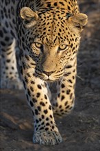 Leopard (Panthera pardus), Khomas region, Namibia, Africa
