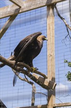Golden Eagle (Aquila chrysaetos) in wire mesh cage in captivity in summer, Quebec, Canada, North