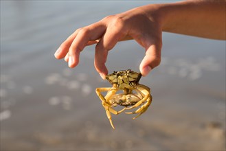 Child's hand holding two mating european green crabs (Carcinus maenas), macro photograph, close-up,