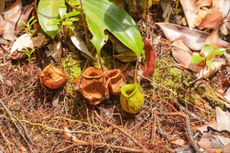 Pitcher Plant Nepenthes in Bako national park. Vacation, travel, tropics concept, no people,