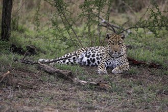 Leopard (Panthera pardus), adult, observed, alert, lying, on ground, Sabi Sand Game Reserve, Kruger