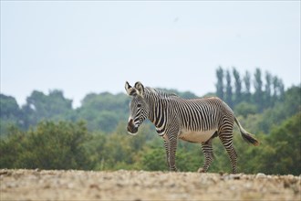 Plains zebra (Equus quagga) walking in the dessert, captive, distribution Africa