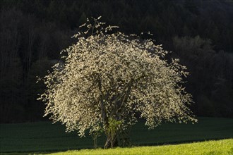 Landscape with a single white blossoming fruit tree in a meadow in spring. The evening sun is