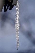 Icicle, Winter, Germany, Europe