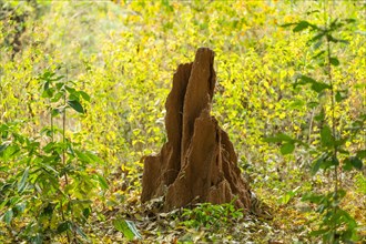 Termite mound, Andhra Pradesh, India, Asia