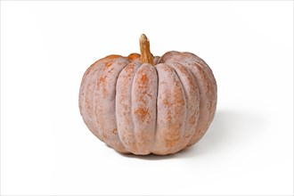 Mature ribbed 'Black Futsu' pumpkin squash with grey and orange skin on white backgroun