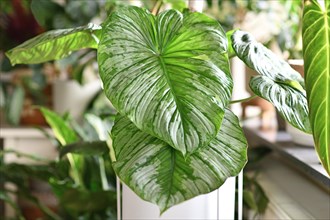 Beautiful tropical 'Philodendron Mamei' houseplant with large leaves with silver pattern