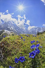 Blue gentian (Gentiana alpina) with sun star in front of mountains, spring, Karwendel Mountains,