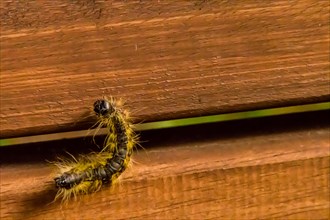 Closeup of a black hairy caterpillar crawling on a wooden park bench