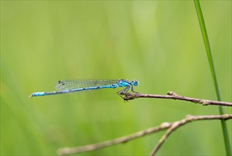 Azure damselfly (Coenagrion puella), mature male sitting on a dry branch, blurred green background,