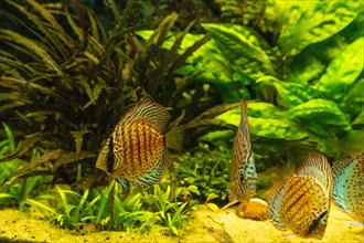 Colorful Discus fish floating in the aquarium with decorative water plants background