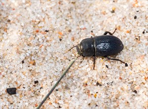 Dune black beetle (Phylan gibbus) on sandy ground with visible grain details, macro photo,