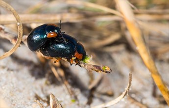 Leaf beetle species (Chrysomela collaris) on a branch of creeping willow (Salix repens), mating,