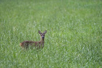 European roe deer (Capreolus capreolus), young animal in a meadow, Gahlen, Ruhr area, North