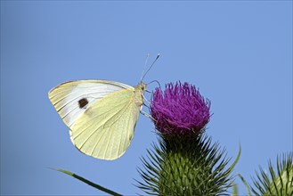 Large cabbage white butterfly (Pieris brassica), foraging, on a thistle, against blue sky, Gahlen,