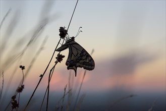 Swallowtail (Papilio machaon), at the roost, at sunrise, against the morning sky, Bottrop, Ruhr