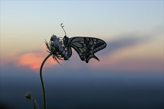 Swallowtail (Papilio machaon), at the roost, at sunrise, against the morning sky, Bottrop, Ruhr