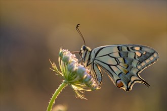 Swallowtail (Papilio machaon), at the roost, shortly after sunrise, backlit, Bottrop, Ruhr area,