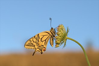Swallowtail (Papilio machaon), at roost, shortly after sunrise, against blue sky, Bottrop, Ruhr