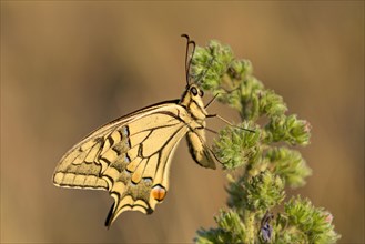 Swallowtail (Papilio machaon), at the roost, shortly after sunrise, Bottrop, Ruhr area, North