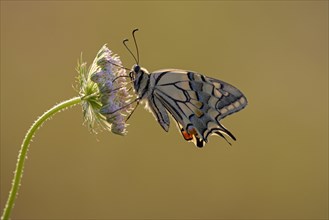 Swallowtail (Papilio machaon), at the roost, shortly after sunrise, backlit, Bottrop, Ruhr area,