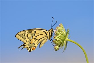 Swallowtail (Papilio machaon), at roost, shortly after sunrise, against blue sky, Bottrop, Ruhr