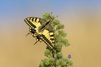 Swallowtail (Papilio machaon), at the roost at sunrise, shortly in front of departure, Bottrop,