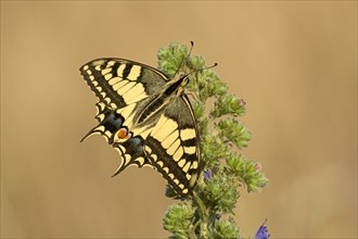Swallowtail (Papilio machaon), at the roost at sunrise, shortly in front of departure, Bottrop,