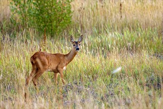 European roe deer (Capreolus capreolus), doe, morning, Bottrop, Ruhr area, North Rhine-Westphalia,