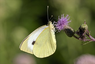 Large cabbage white butterfly (Pieris brassica), foraging on a thistle, Gahlen, North