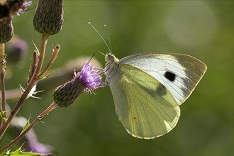 Large cabbage white butterfly (Pieris brassica), foraging on a thistle, Gahlen, North