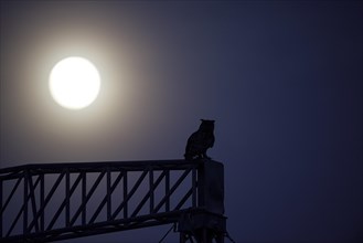 Eurasian eagle-owl (Bubo bubo), adult male, at dusk, under a full moon, Ewald colliery, Herten,