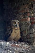 Eurasian eagle-owl (Bubo bubo), young bird after leaving the nest, breeding site is the Malakow